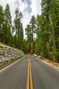 Mariposa Grove - Yosemite, California Royalty Free Stock Photo