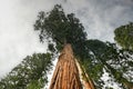 Mariposa Grove - Yosemite, California Royalty Free Stock Photo