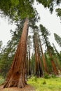 Mariposa Grove - Yosemite, California Royalty Free Stock Photo