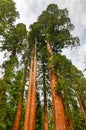 Mariposa Grove - Yosemite, California Royalty Free Stock Photo