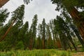 Mariposa Grove - Yosemite, California Royalty Free Stock Photo