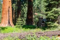 Mariposa Grove, Yosemite National Park, California Royalty Free Stock Photo