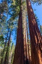 Mariposa Grove, Yosemite National Park, California Royalty Free Stock Photo