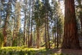 Mariposa Grove, Yosemite National Park, California Royalty Free Stock Photo