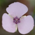 Mariposa lily Calochortus splendens