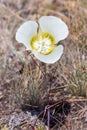 Mariposa Lily