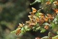Mariposa Monarca /monarch butterfly Royalty Free Stock Photo
