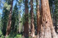 Mariposa tree at Yosemite National Park Royalty Free Stock Photo