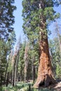 Mariposa tree at Yosemite National Park Royalty Free Stock Photo