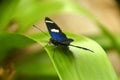 Maripoza Azul Royalty Free Stock Photo