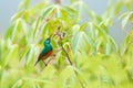 Mariqua Sunbird, Cinnyris mariquensis, bird in the green vegetation, Uganda. Africa sunbird sitting on the branch. Green, yellow