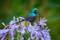 Mariqua Sunbird, Cinnyris mariquensis, bird in the green vegetation, Uganda. Africa sunbird sitting on the branch. Green, yellow