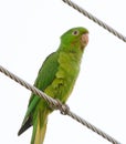 Maritaca, Brazilian bird.