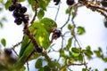 Maritaca, Brazilian bird eating jaboticaba or jaboticaba. selective focus