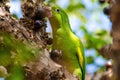 Maritaca, Brazilian bird eating jaboticaba or jaboticaba. selective focus