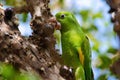 Maritaca, Brazilian bird eating jaboticaba or jaboticaba. selective focus