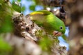 Maritaca, Brazilian bird eating jaboticaba or jaboticaba. selective focus