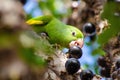 Maritaca, Brazilian bird eating jaboticaba or jaboticaba. selective focus