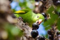 Maritaca, Brazilian bird eating jaboticaba or jaboticaba. selective focus