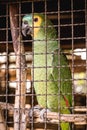 Maritaca, Brazilian bird of the parrot species. Animal without freedom, smuggling wild animals