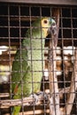 Maritaca, Brazilian bird of the parrot species. Animal without freedom, smuggling wild animals