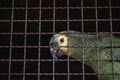 Maritaca, Brazilian bird of the parrot species. Trapped animal, smuggling and illegal sale of wild animals