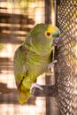 Maritaca, Brazilian bird of the parrot species. bird trapped in a large cage, smuggling and illegal sale of wild animals