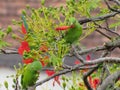 Maritaca - Maitaca - Pionus Royalty Free Stock Photo