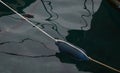 Maritime boat fender tied to ropes over the sea