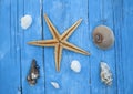 Maritime decoration with shells, starfish on blue coloured weathered wood Royalty Free Stock Photo