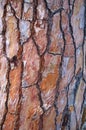 Maritime Pine Bark Royalty Free Stock Photo