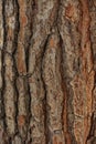 Maritime pine bark Royalty Free Stock Photo
