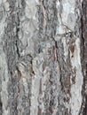 Maritime pine bark used as background texture - Pinus pinaster Royalty Free Stock Photo