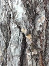 Maritime pine bark used as background texture - Pinus pinaster Royalty Free Stock Photo