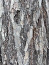 Maritime pine bark used as background texture - Pinus pinaster Royalty Free Stock Photo