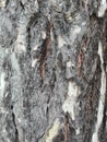 Maritime pine bark used as background texture - Pinus pinaster Royalty Free Stock Photo