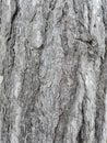 Maritime pine bark used as background texture Royalty Free Stock Photo