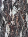 Maritime pine bark used as background texture Royalty Free Stock Photo