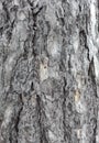 Maritime pine bark used as background texture Royalty Free Stock Photo