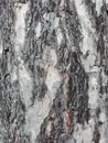 Maritime pine bark used as background texture Royalty Free Stock Photo