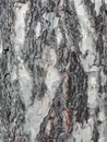 Maritime pine bark used as background texture