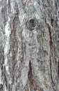 Maritime pine bark used as background texture Royalty Free Stock Photo