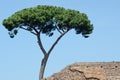 Maritime pine near an ancient roman wall Royalty Free Stock Photo