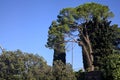 Maritime pine and trees with a clear sky as background Royalty Free Stock Photo