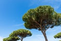 Maritime pines on blue sky - Ostia Antica Rome Italy Royalty Free Stock Photo