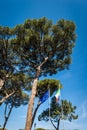 Maritime pines with Italian and European Union flags - Ostia Antica Rome Royalty Free Stock Photo