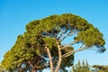 Maritime Pines on Clear Blue Sky - Mediterranean Region Italy Royalty Free Stock Photo