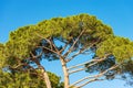 Maritime Pines on Clear Blue Sky - Mediterranean Region Italy Royalty Free Stock Photo