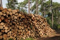 Maritime pines in La foret des Landes