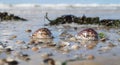 beautiful tropical coast with Tiger Cowrie seashells Royalty Free Stock Photo